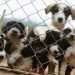 Bogotá tendrá el primer hospital público para animales sin hogar