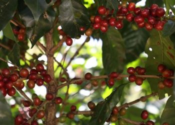 Ministerio de Agricultura destaca logros en plan de rescate del café salvadoreño