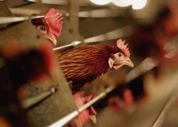 Primer brote de gripe aviar 2021 detectado en el norte de Francia
