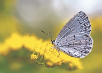 El Salvador cuenta con cerca de 1,000 especies de polillas y mariposas