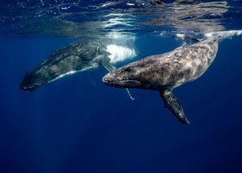 El apetito de las ballenas es mucho mayor de lo que se creía y esencial para el ecosistema