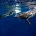 El apetito de las ballenas es mucho mayor de lo que se creía y esencial para el ecosistema