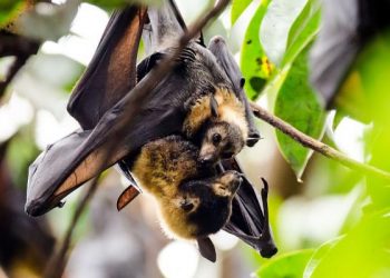 Cómo las madres murciélago ayudan a sus crías a desenvolverse en el mundo