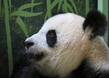 Hallan fósil de panda gigante de más de 100,000 años de antigüedad en China