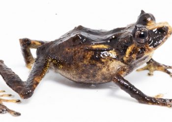 Hallan nueva variedad de rana en Amazonía de Perú