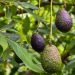 Inversionistas españoles exploran el cultivo del aguacate en El Salvador