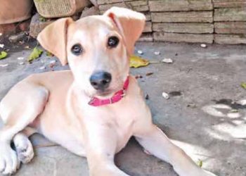 Proyecto de ley para la protección de animales tiene enfoque preventivo