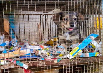 Alcaldía de San Salvador sanciona a vendedores de animales en Mercado Central