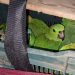 Capturan en San Miguel a personas que transportaban más de 80 animales en peligro de extinción