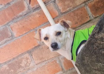 Crónica de un rescate canino: así se encuentra el perrito agredido con pólvora en San Martín