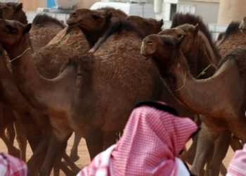 Excluyen a camellos de un concurso de belleza por tener bótox inyectado