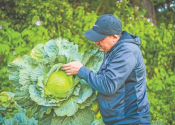 Agricultores de Chalatenango abastecerán el 50 % del mercado local