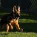 Joe Biden presenta a «Commander», su nueva mascota