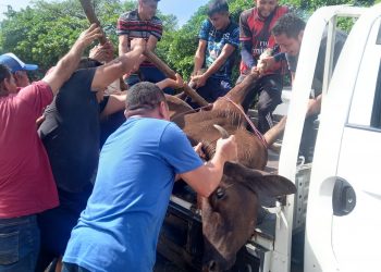 Conductor de autobús atropella a ocho semovientes en la carretera Litoral en Conchagua, La Unión