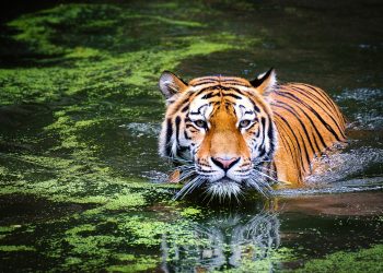 Matan a tigre que mordió el brazo de un trabajador en un zoológico de EE. UU.