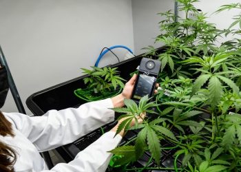 Presidente de Costa Rica pone en jaque la legalización de cannabis medicinal