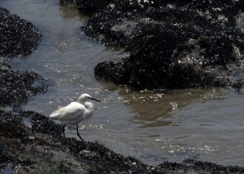 Perú aísla playas tras derrame de petróleo atribuido a erupción en Tonga