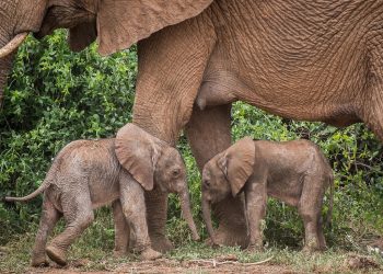 Inusual nacimiento de elefantes gemelos en Kenia