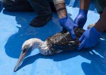 Aves marinas mueren de hambre o por intoxicación tras derrame de crudo en Perú