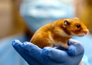 Sacrificarán hámsters tras detectar casos de COVID-19 en mascotas en Hong Kong