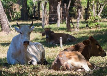 Los Panchos, la finca que produce 2,000 botellas de leche al día en Morazán