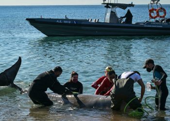Ballena herida encontrada cerca de la costa de Atenas vuelve a aguas profundas