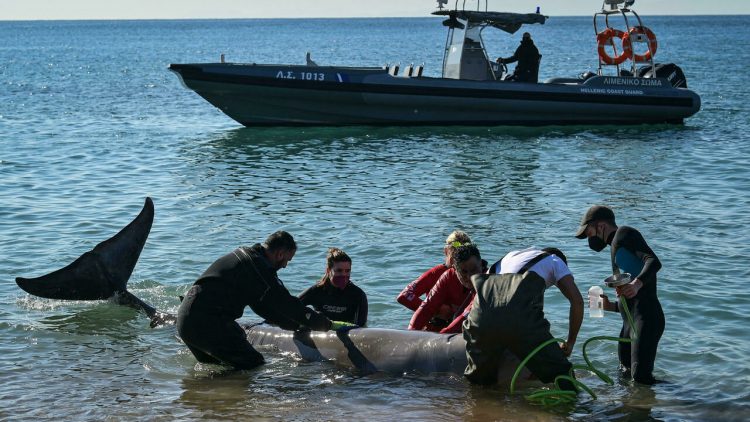 Lifeguards and experts from ARION cetacean center rescue a small whale, apparently weak and injured, that got stranded on a beach in a suburb of the Greek capital Athens, on January 28, 2022. Aimilia Drougas, an oceanographer from the Arion cetacean rescue centre, identified the mammal as a Cuvier's beaked whale.