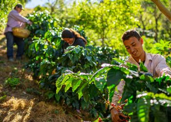 El presidente Bukele pide suspensión de embargos para el sector cafetalero