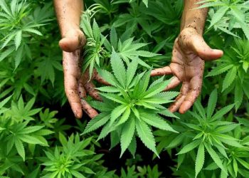 Detenido un jefe indígena por cultivar cannabis frente a presidencia en Sudáfrica