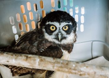 Búho rescatado en playa San Diego se recupera en Clínica Veterinaria del Ministerio de Medio Ambiente