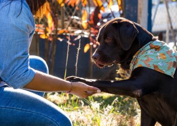 Aprueban ley para proteger a los animales