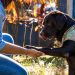 Aprueban ley para proteger a los animales