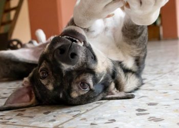 Unidad de Bienestar Animal y PNC investigan muerte de canino por traumatismo