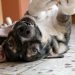 Unidad de Bienestar Animal y PNC investigan muerte de canino por traumatismo