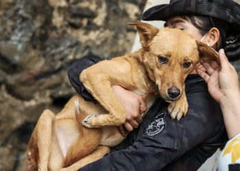 La Ley de Protección y Bienestar Animal contempla cuatro ejes para una atención integral