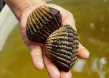 Estos son los síntomas que produce el consumo de moluscos afectados por la marea roja