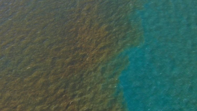 De esta manera se puede visualizar las manchas de marea roja en las costas del país. Foto: MARN.