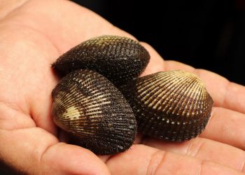 Estos son los moluscos que debe evitar consumir por marea roja tóxica en costas salvadoreñas