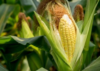 Agricultores recibirán insumos tecnológicos para mejorar la producción en 2022