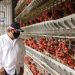 Diáspora invertirá $200 millones en el país este año