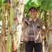 Sembrando Vida impulsa la seguridad alimentaria de 10,000 familias