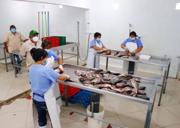 Productores de tilapia exploran los mercados de EE. UU. y México