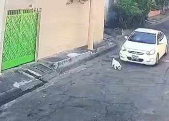 Unidad de Bienestar Animal identifica zona del hecho y el nombre del responsable de la agresión a canino en San Miguel