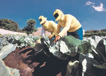 Reos en fase de confianza en Izalco producen los alimentos que consumen