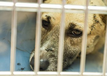 Cachorros afectados por material asfáltico son asistidos por Ministerio de Agricultura y Ganadería