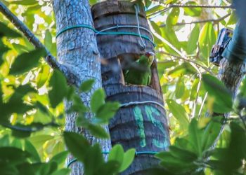 Ministerio de Medio Ambiente trabaja para salvar aves exóticas en peligro de extinción