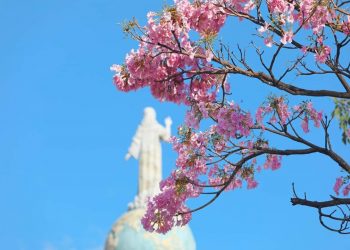 Usuarios alborotan las redes sociales con hermosas fotografías del maquilishuat en flor