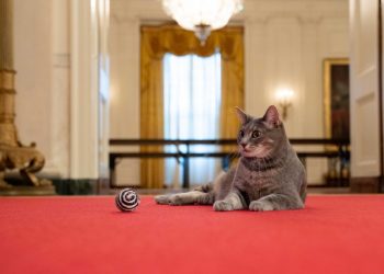 Willow, la nueva gata de los Biden, llega a la Casa Blanca