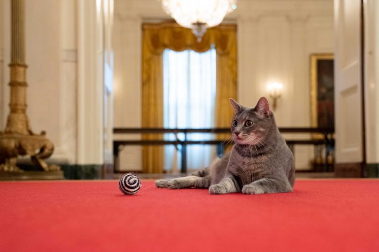 Willow, la nueva gata de los Joe Biden, llega a la Casa Blanca