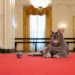 Willow, la nueva gata de los Biden, llega a la Casa Blanca